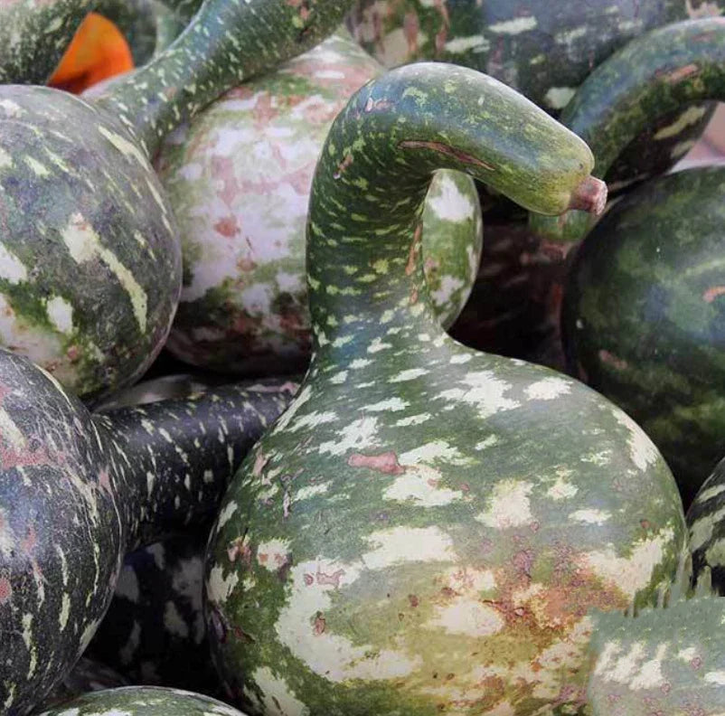 Dipper Gourd Seeds - 20 Non-GMO Seeds for Crafts - Lagenaria siceraria - Decorative Gardening Supplies