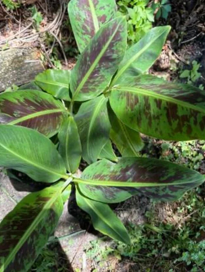 Variegated Banana Plant Root - Musa acuminata Variegata - Tropical Foliage for Indoor/Outdoor Gardening - Easy Care Plant