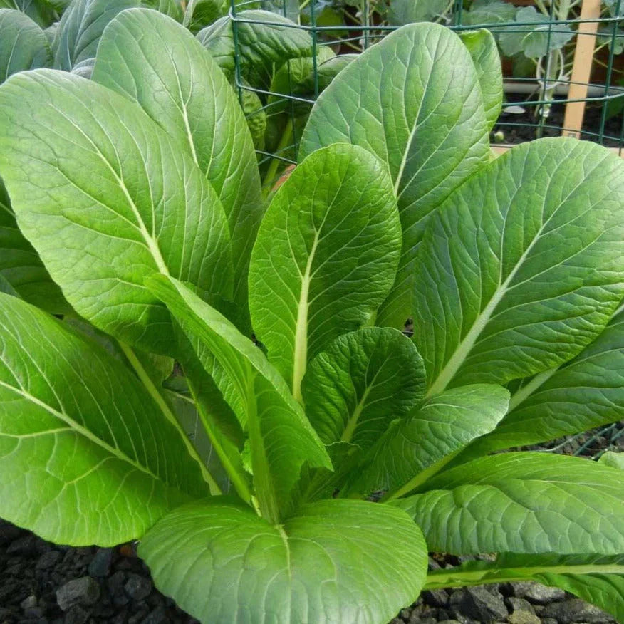 Komatsuna Mustard Spinach Seeds - Asian Japanese Variety for 2025 Planting - Brassica rapa subsp. nipposinica