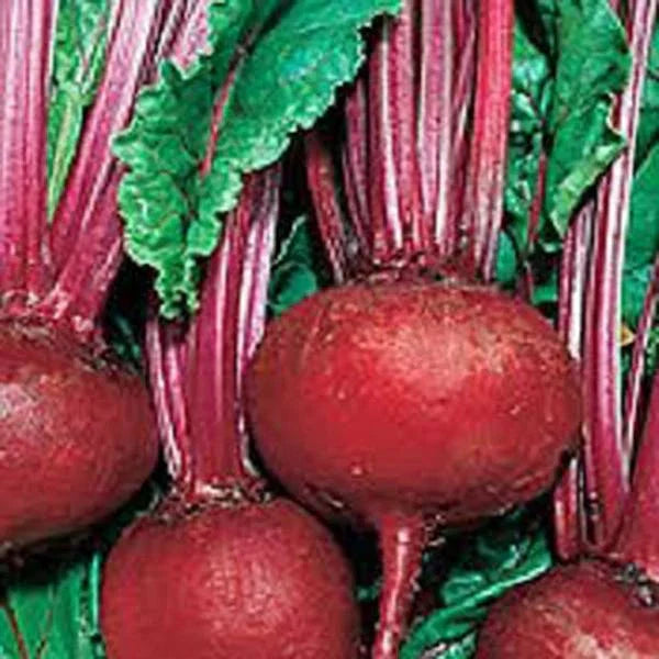Detroit Dark Red Beet Seeds - 25+ Heirloom, Non-GMO, Sweet Flavor - Beta vulgaris