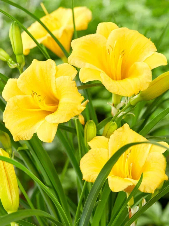 Stella D'Oro Daylily Bare Root 5-Pack, Yellow Everblooming Perennial, Hemerocallis 'Stella D'Oro', Cold Hardy
