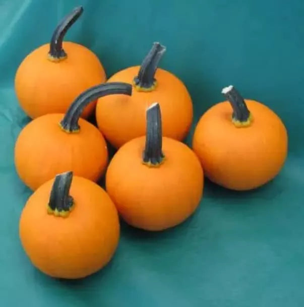 Kandy Korn Plus Pumpkin Seeds - 10 Seeds - Mini Pumpkin - Cucurbita pepo - Perfect for Fall Decor & Seasonal Recipes