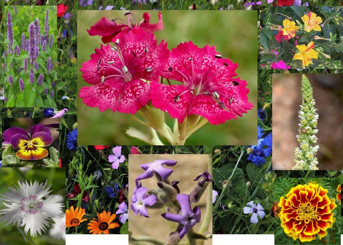 Aromatic Seed Mix - 300+ Fast Growing Seeds - 15+ Fragrant Varieties - Ideal for Gardens & Landscaping - Various