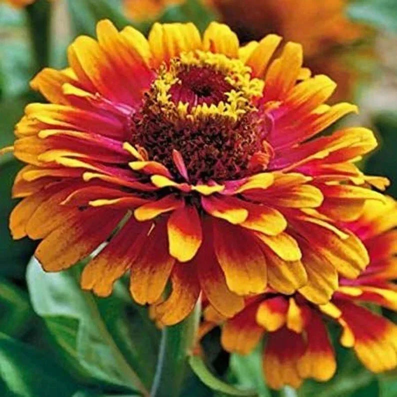 Zowie Yellow Flame Zinnia Seeds - 50 Organic Seeds - Zinnia elegans - Bright Yellow Blooms for Gardens and Flower Beds