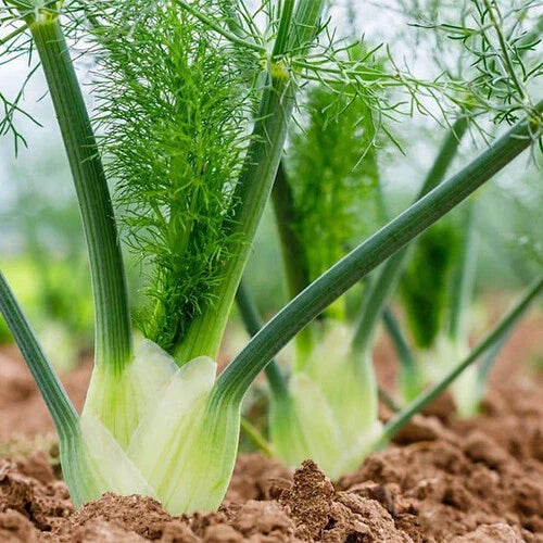 Florence Fennel Seeds | Pack of 1140 | Heirloom Non-GMO Herb | Foeniculum vulgare var. dulce - Ideal for Culinary Use