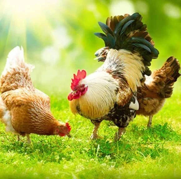 Chicken Forage Seed Mix 2 lb - Annual Ryegrass & Perennial Ryegrass - Secale cereale, Lolium perenne - Better Eggs & Meat