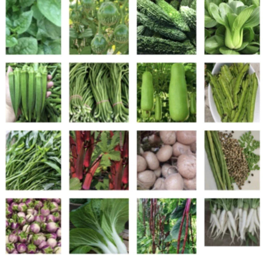 Asian Vegetable Seeds Variety Pack - 24 Packets Non-GMO for Home Garden - Includes Bok Choy & Chinese Cabbage - Grow Fresh Food