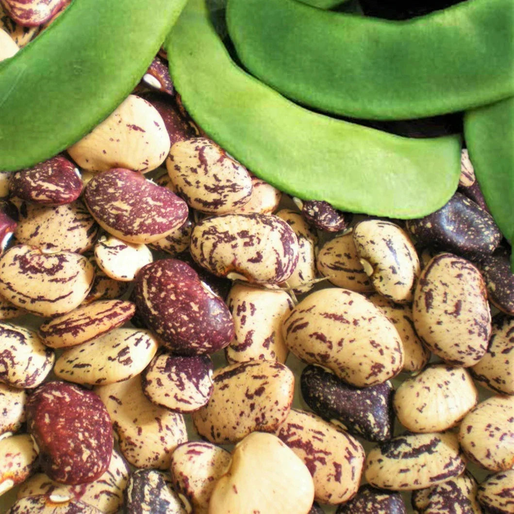 Jackson Wonder Lima Bean Seeds - Speckled Baby Butter Beans - Phaseolus lunatus - Non-GMO Heirloom - Ideal for 2025 Planting