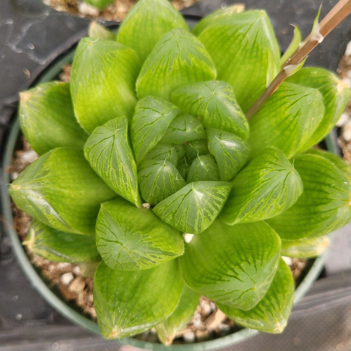 Set of 2 Live Succulent Plants - Haworthia Cuspidata 'Star Window' - 4" Bare Roots - Drought-Tolerant Indoor/Outdoor Succulents