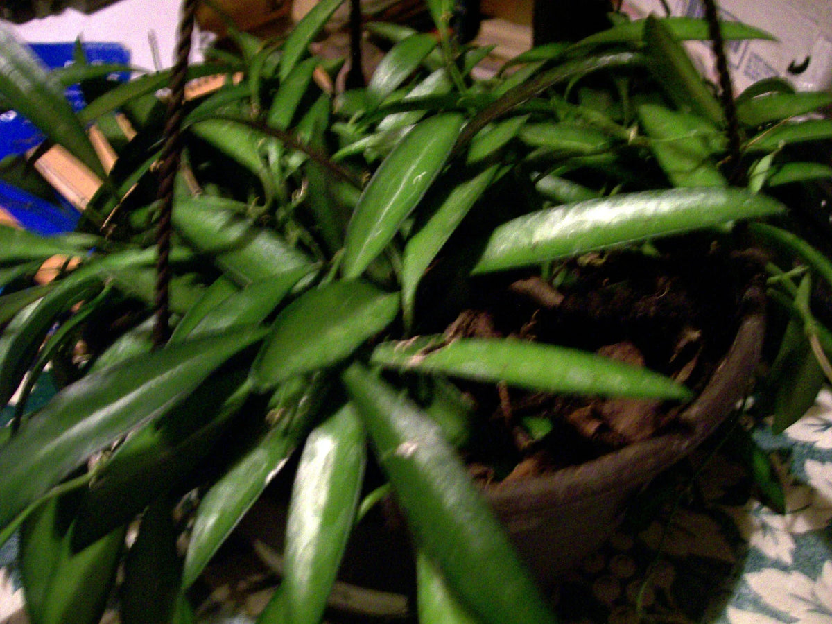 Hoya Longifolia Starter Plant - Trailing Wall String Bean - Indoor/Outdoor Houseplant - Low Maintenance, Drought Tolerant