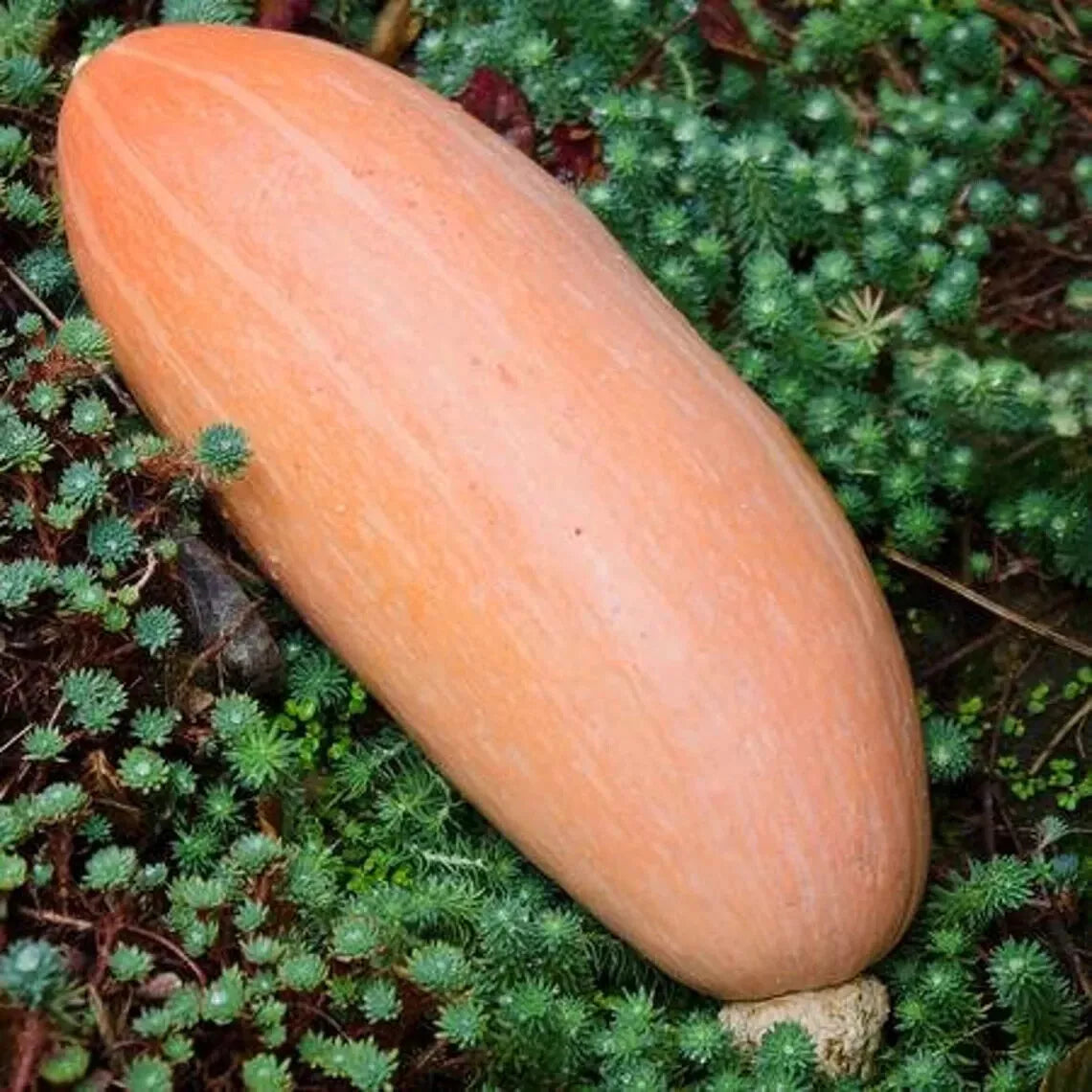 20 Heirloom Banana Pink Squash Seeds - Organic Cucurbita pepo - Non-GMO Vegetable Seeds for Home Gardening