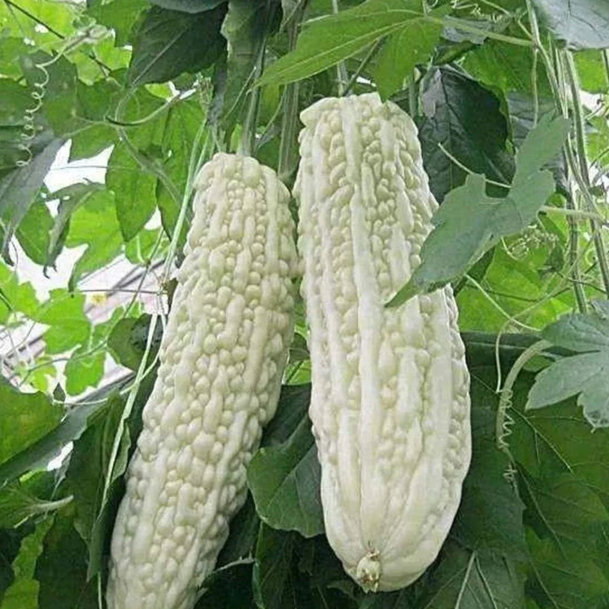 15pcs White Pearl Bitter Gourd Seeds, Heirloom Balsam Pear Melon, Momordica charantia, Non-GMO Gardening Seeds