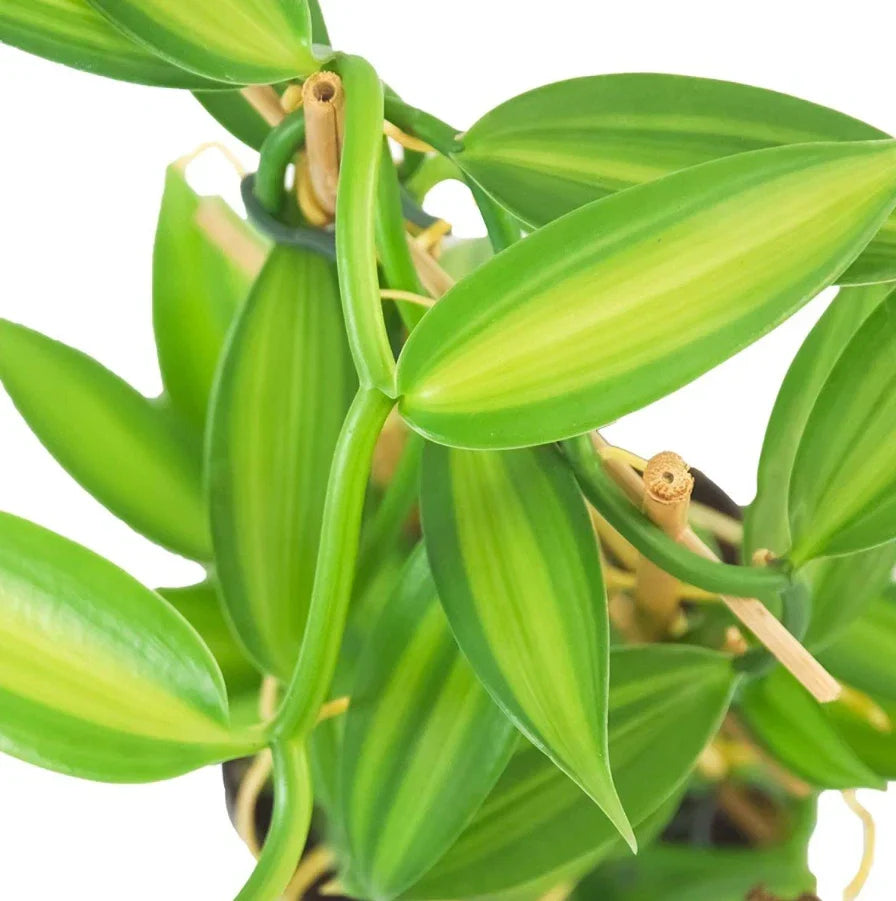 Live Variegated Vanilla Vine Plant - 3-5" Tall - Rare Vanilla planifolia - Indoor/Outdoor Tropical Climbing Vine