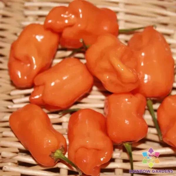 Habanero Orange Hot Pepper Seeds - 25+ Pack - Capsicum chinense - Spicy Garden Planting Seeds for Salsas and Sauces