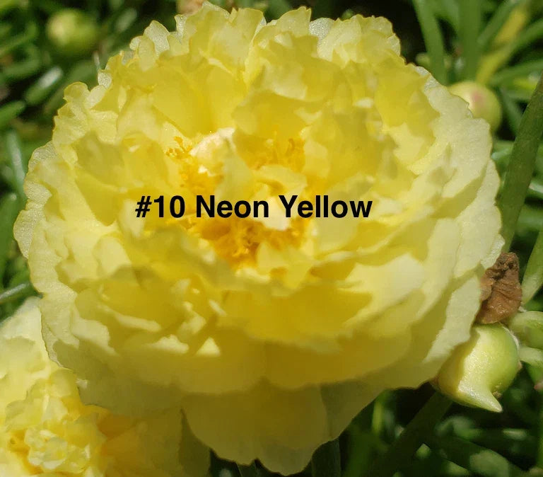 Moss Rose Cuttings - 10 Unrooted - Neon Yellow Flowers - Portulaca Grandiflora - Drought-Tolerant Ground Cover