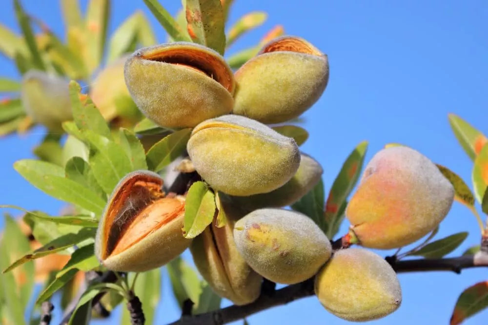 Almond Tree Seeds - 20 Seeds - Prunus dulcis - Grow Delicious Almonds - Perfect for Home Gardens and Orchards