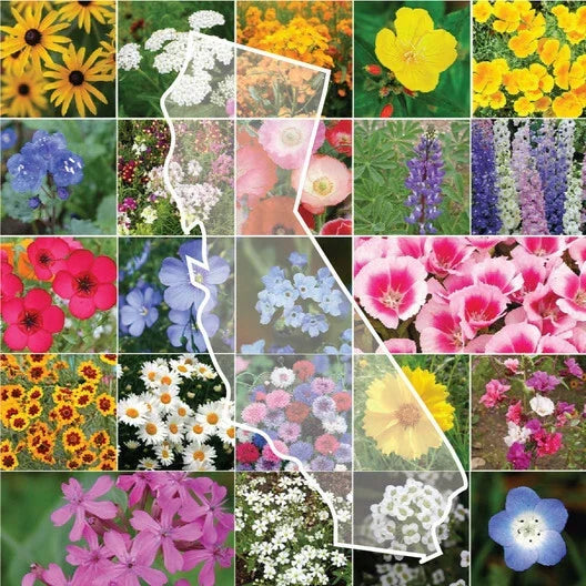 California Wildflower Mix Seeds - 1200 Count - Diverse Native Varieties for Gardens & Pollinators - Various Species