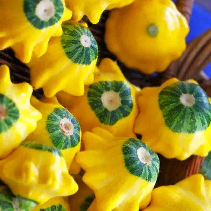 Patty Pan Squash Seeds - Bicolor Yellow & Green Bush Scallop - Cucurbita pepo - 2025 Planting - Compact Garden Vegetable