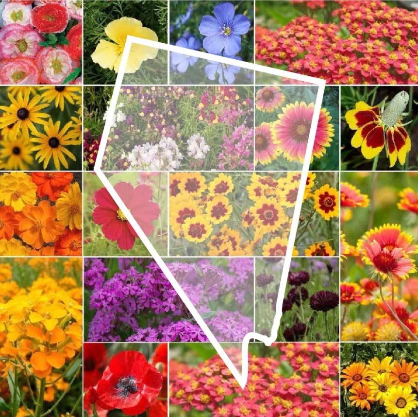 Wildflower Seed Mix - 1000 Non-GMO Nevada State Flower Seeds - Native Perennials & Annuals - Various Species