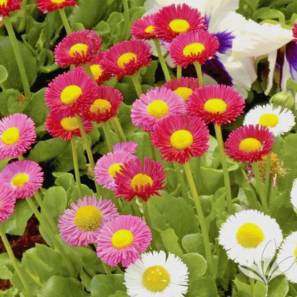 English Daisy Mix Flower Seeds - 401+ Seeds - Groundcover Blend - Bellis perennis - Non-GMO European Wildflower