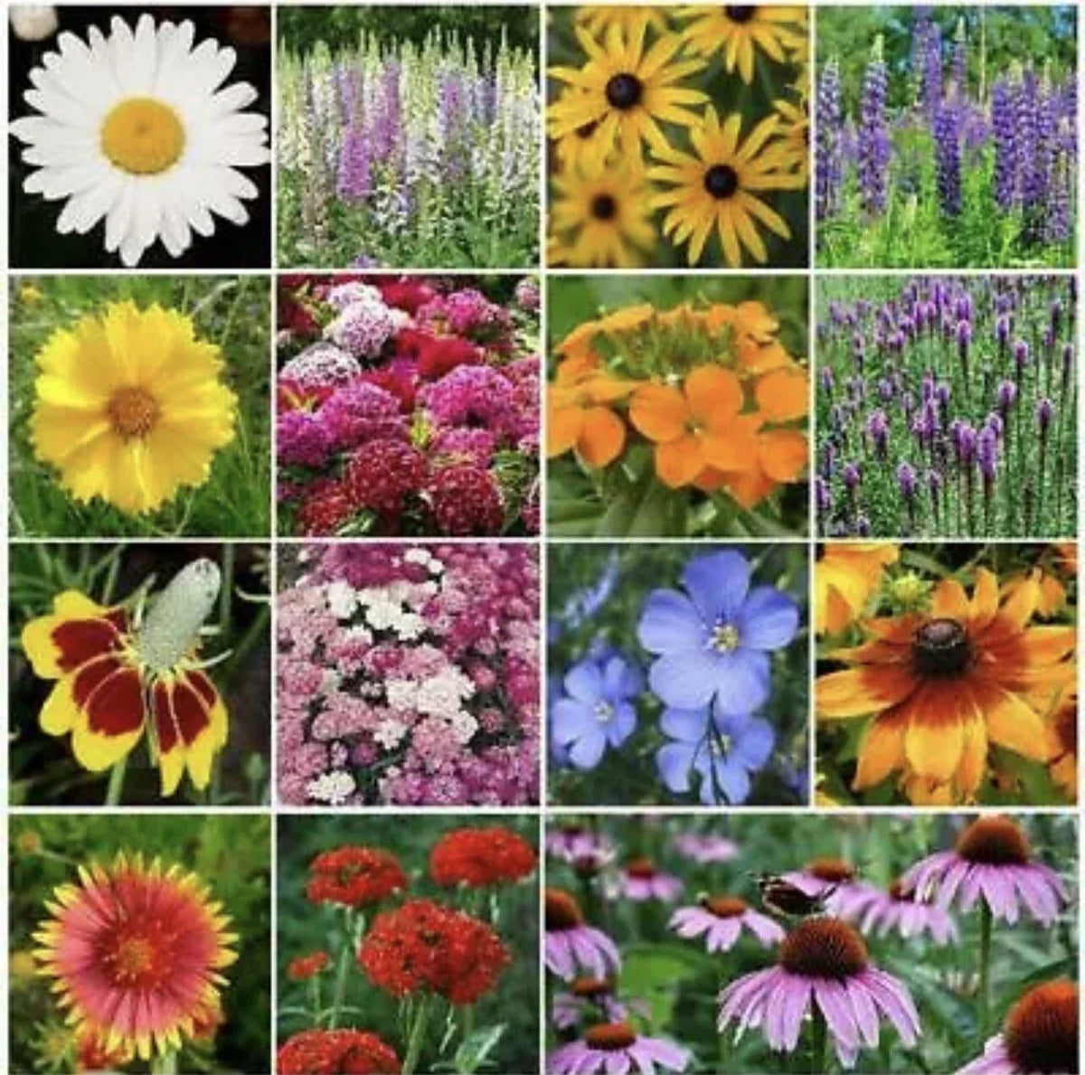 Perennial Flower Seed Mix - 500 Heirloom Non-GMO Seeds for Butterflies & Bees - Various Species, Attract Pollinators