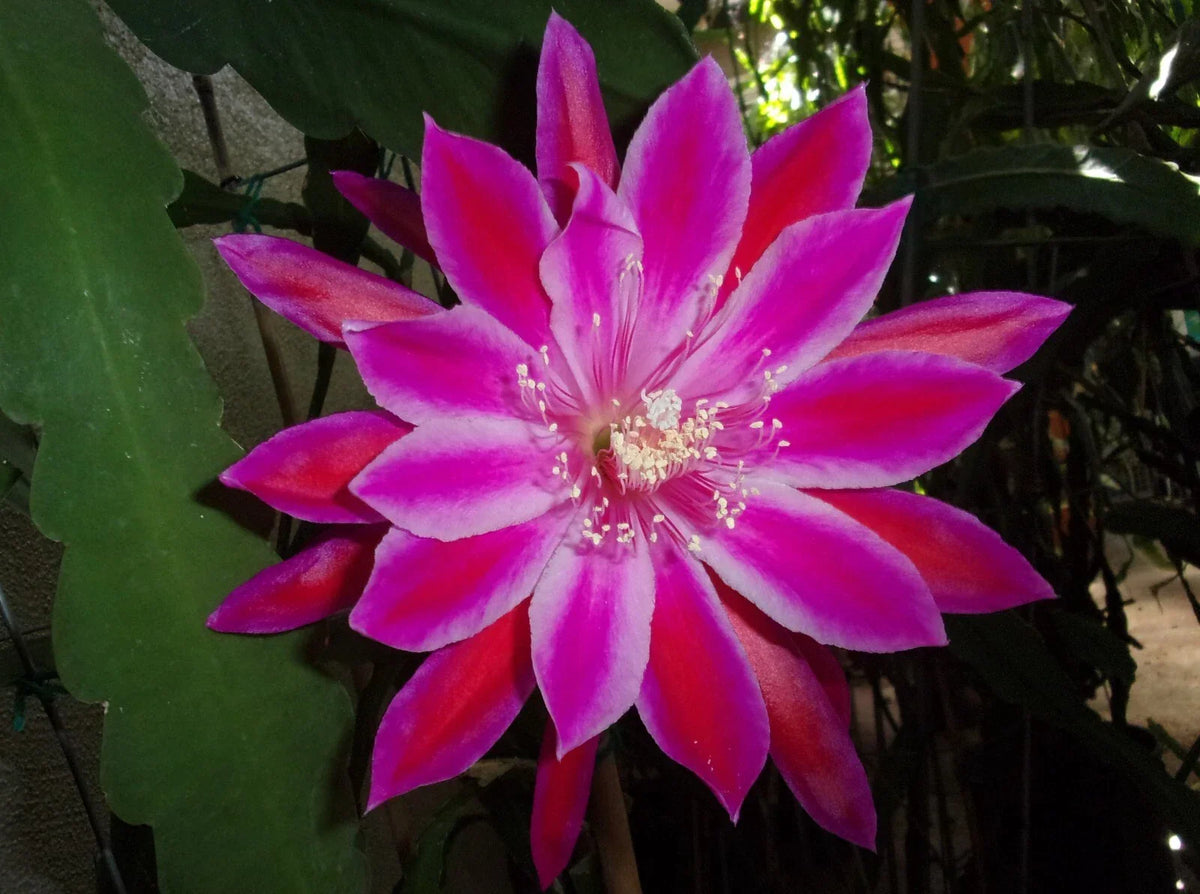 Epiphyllum Orchid Cactus Cutting - "TAKIN' IT TO THE STREETS" - Unique Variety for Indoor Gardening - Epiphyllum spp.