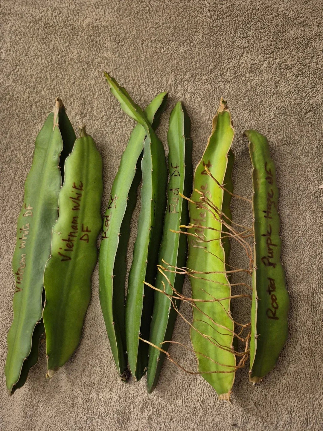 Lot of 6 Dragon Fruit Cuttings & 1 Rooted Plant - Vietnam White, Red, Purple - Hylocereus spp. - Easy to Grow Exotic Fruits