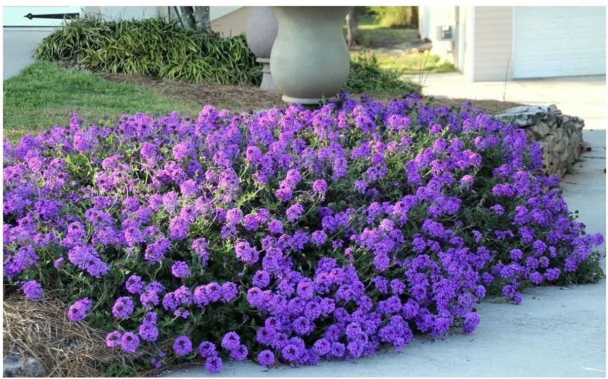 Purple Moss Verbena Seeds | 100 Seeds | Purple Groundcover | Verbena bonariensis | Attracts Pollinators, Drought-Tolerant