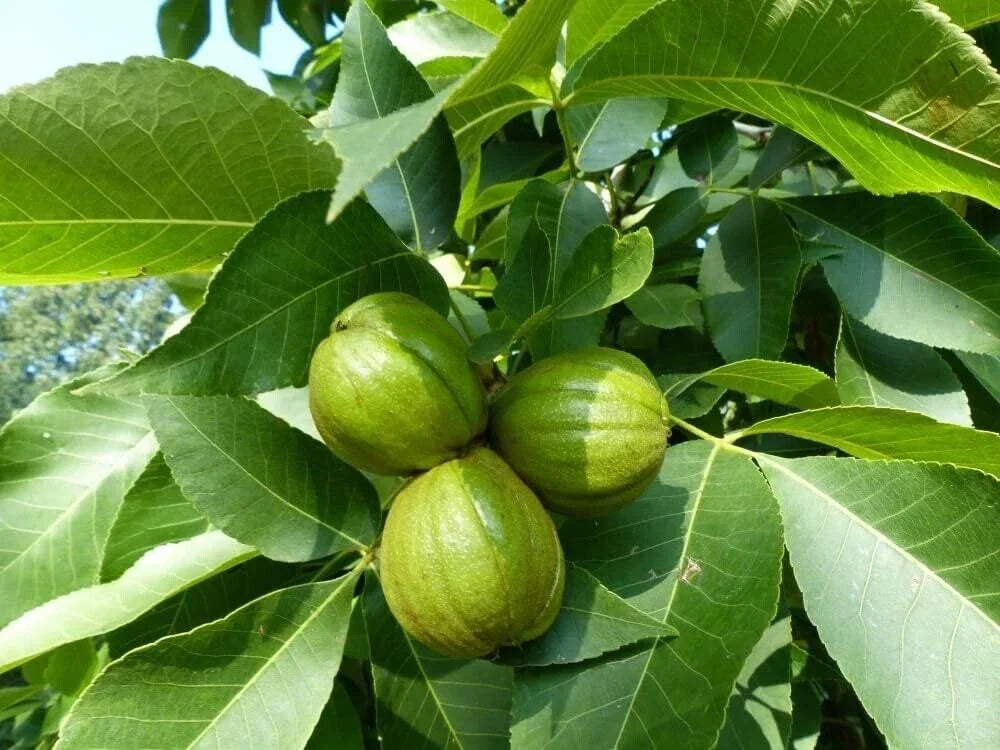 Butternut Tree Seeds - 5 Count - Juglans cinerea - Exotic Fruit Tree Seeds for Planting