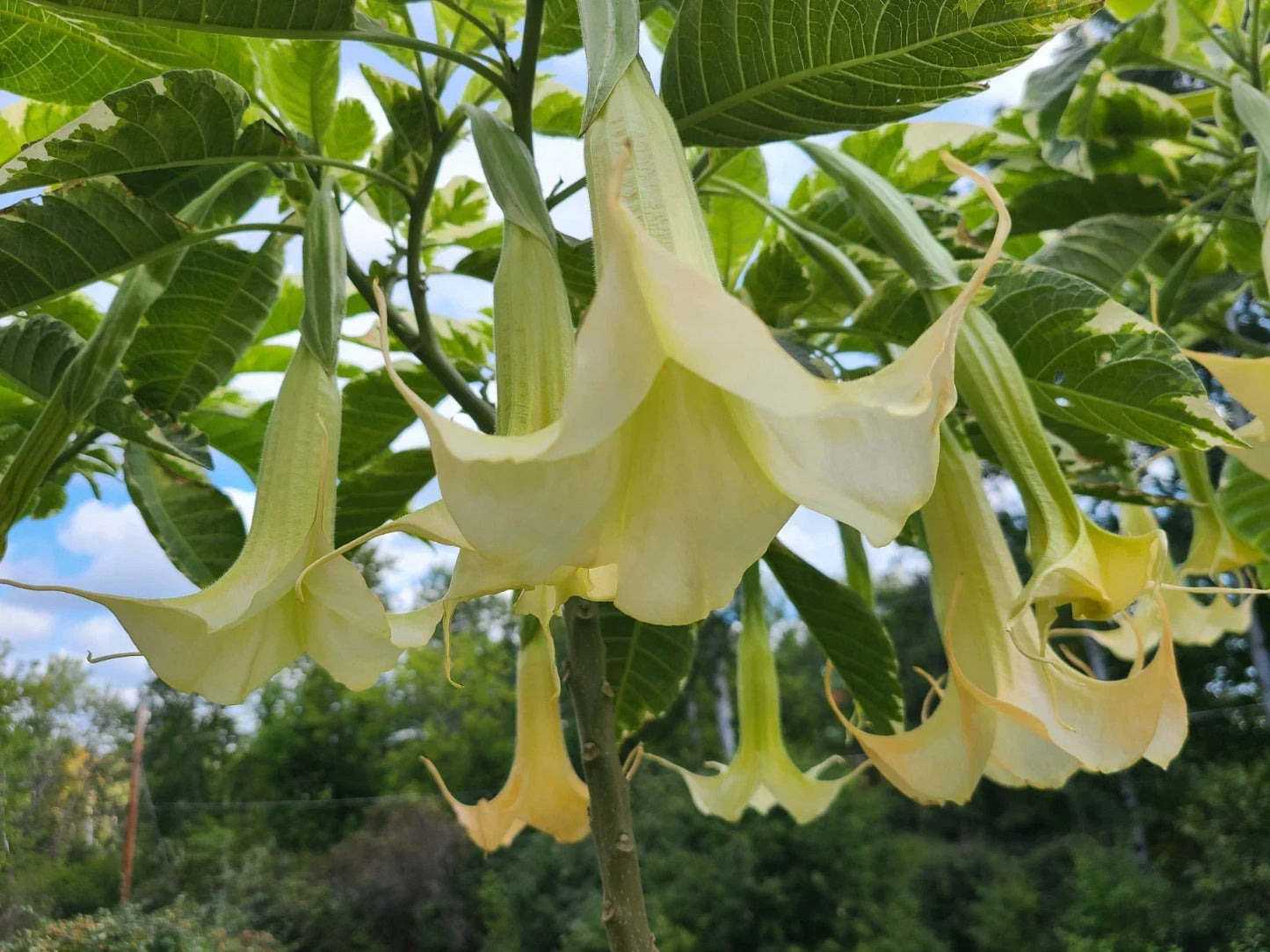 Variegated Brugmansia Cuttings | Unrooted Angel's Trumpet | Brugmansia Sanguinea | Exotic Foliage for Garden