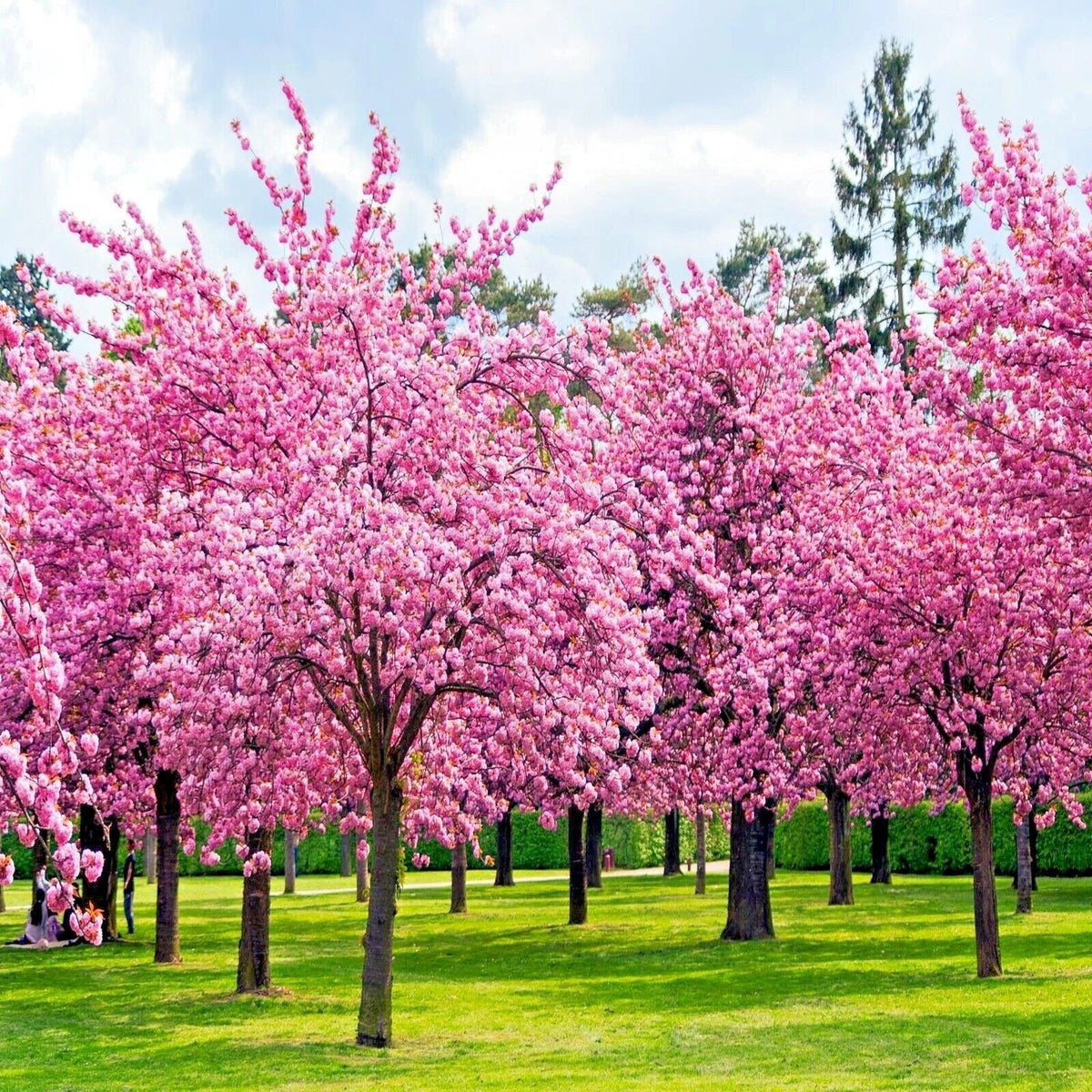 Japanese Sakura Cherry Blossom Tree Seeds - Prunus sargentii - Flowering Garden Seeds - Hardy Pink Blooms for Landscapes