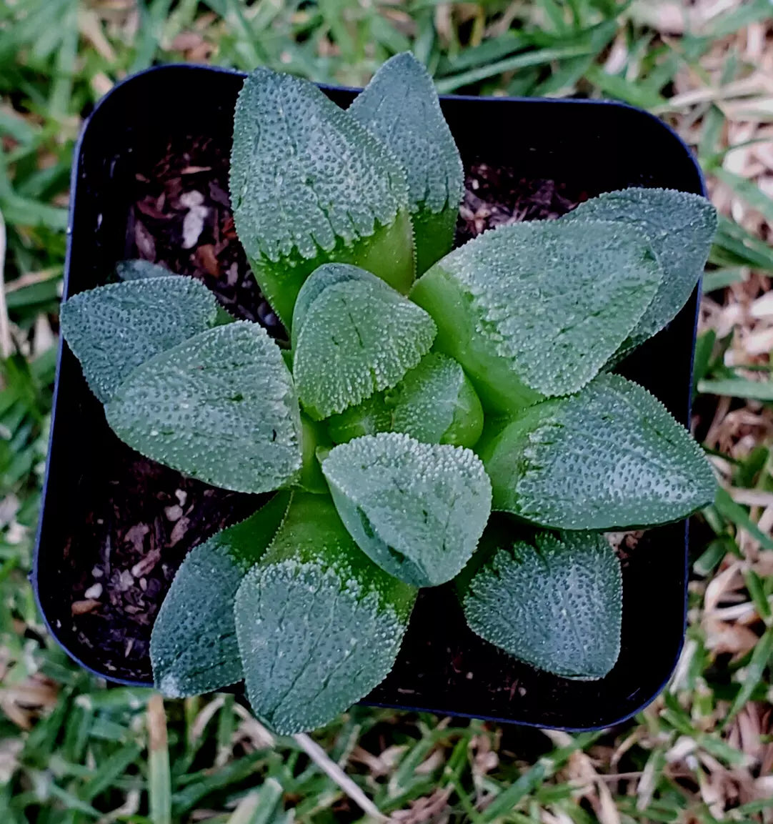 Haworthia Pygmaea 2" Potted Plant - Rare Korean Hybrid Succulent - Haworthia pygmaea - Low Maintenance Indoor Plant