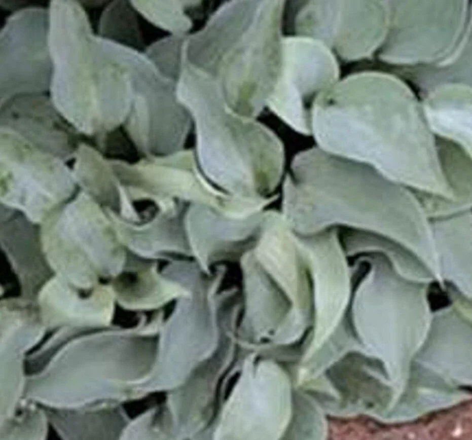 Bare Root Hosta Plants - Medium Gemstone Variety, Blue & Green Foliage, Perennial (Hosta spp.) - 2 Roots for Outdoor Gardens
