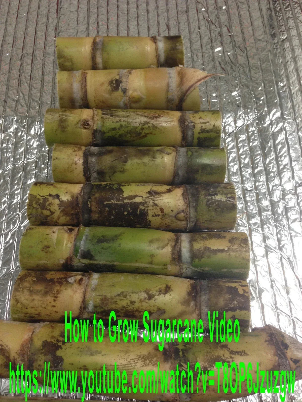 Sugarcane Buds - 5+ Heirloom Fresh Cut for Planting - Saccharum officinarum - Florida Grown