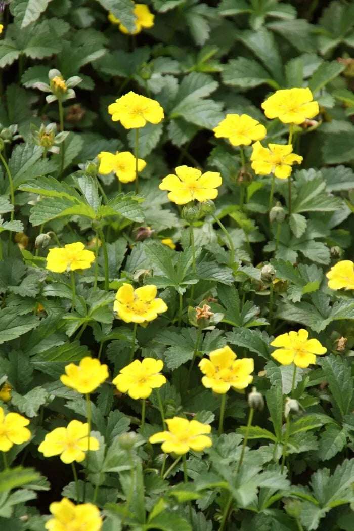 Aurea Potentilla Seeds 500 Count - Yellow Blooms - Potentilla aurea - Compact, Drought-Tolerant Perennial for Zones 3-7