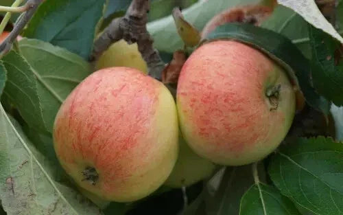 25+ Directeur Lesage Apple Seeds, Heirloom Malus domestica, Ideal for Home Gardens, Sweet Red Apples