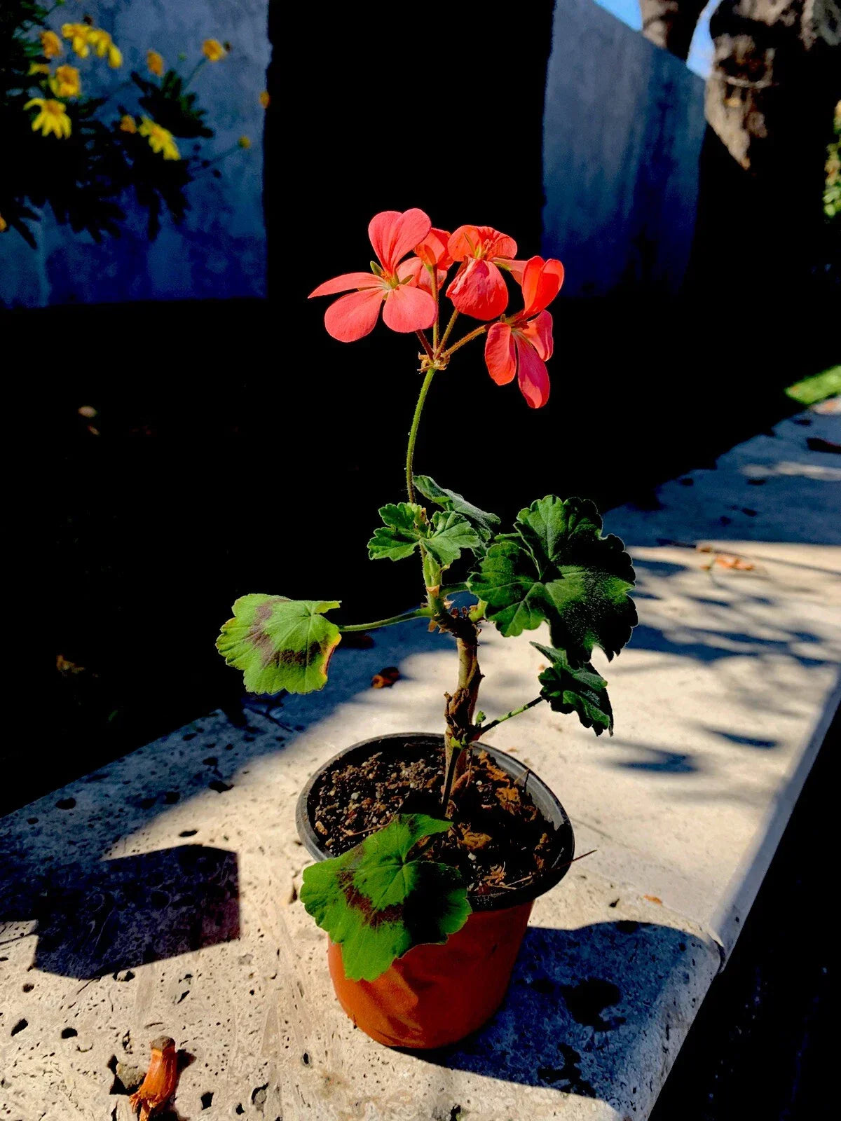 Geranium Live Plant 3 Inch Pot Salmon Pink Pelargonium × hortorum for Container Gardening and Flower Beds