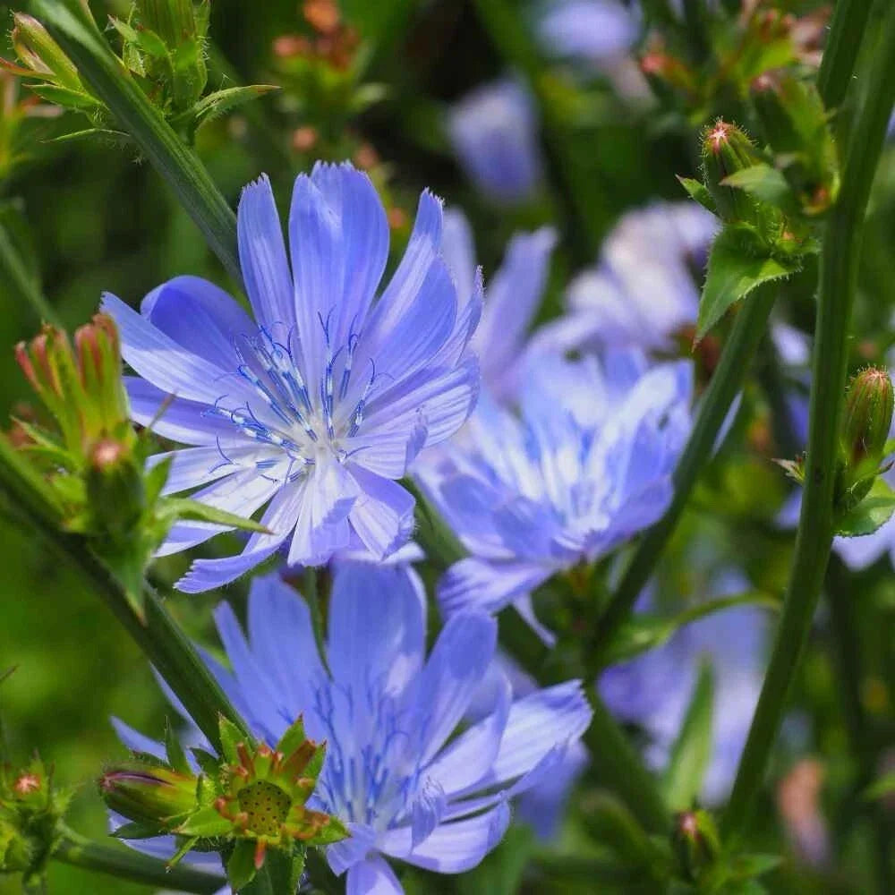 Chicory Seeds 1000+ Blue Dandelion Cichorium intybus Coffeeweed Succory - Easy to Grow, Versatile Garden Plant