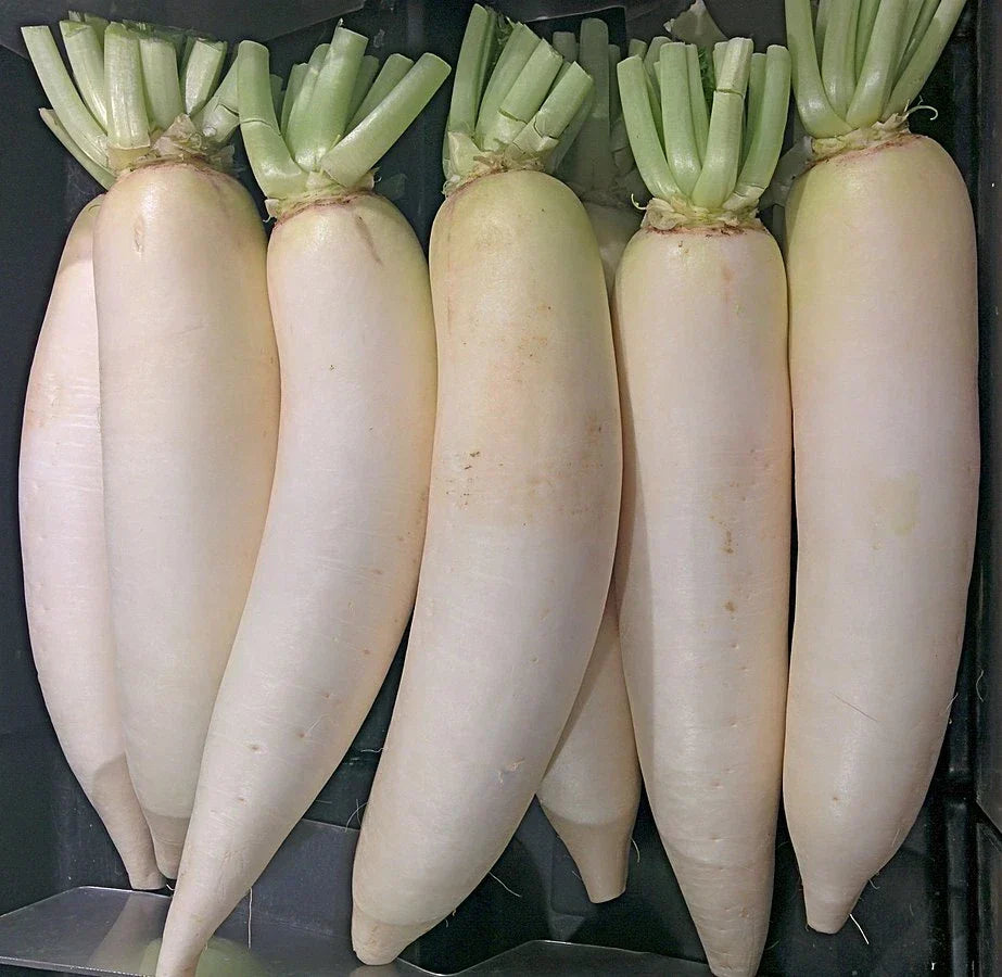 Daikon Radish Seeds - 600+ Heirloom Non-GMO - Raphanus sativus var. longipinnatus - USA Seller - Great for Home Gardening