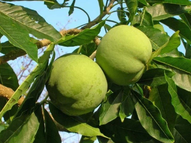 White Sapote Seedling 8-10in Live Casimiroa Edulis Subtropical Fruit Tree for Home Garden