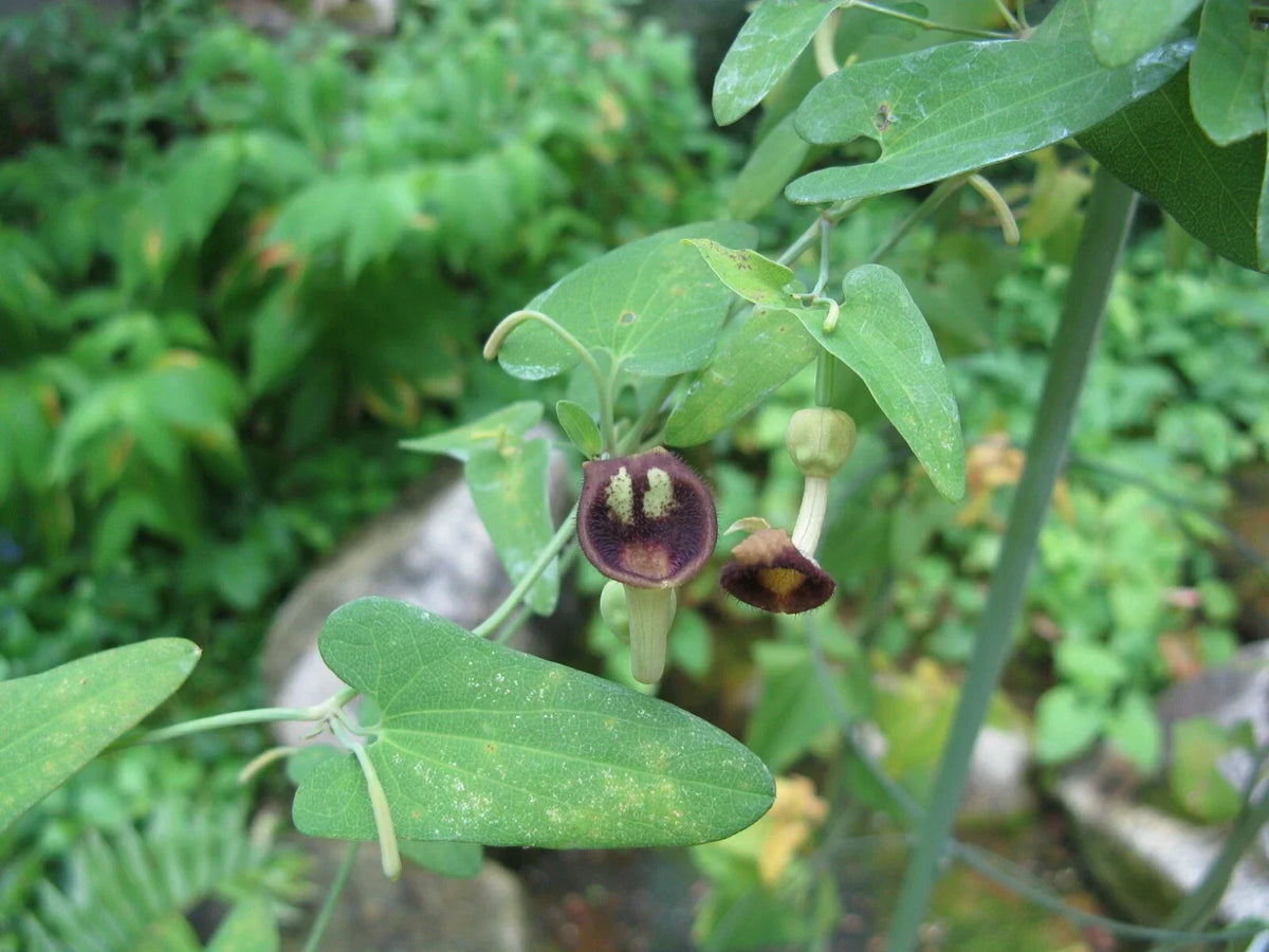 Dutchman's Pipevine Seeds, 20 Count, Aristolochia debilis, Fast-Growing Climbing Plant for Garden & Landscape
