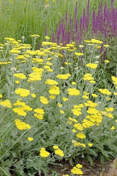 Yarrow Live Starter Plant - Moonshine Variety - Achillea millefolium - Perennial Herb - Yellow Blooms - Free Shipping Available