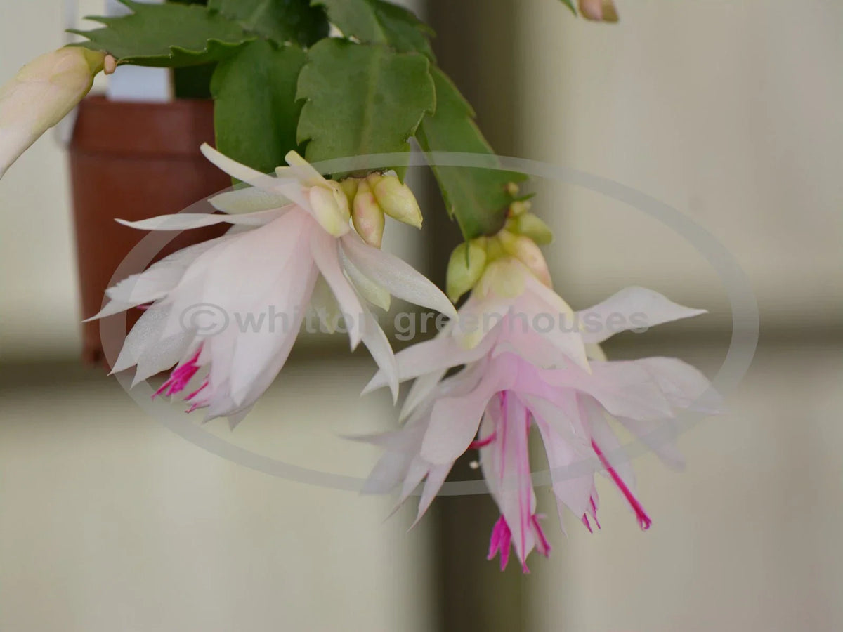 Thanksgiving Cactus Cuttings - Schlumbergera "Branca Dobrada" - Healthy Propagation Cuttings - No Roots