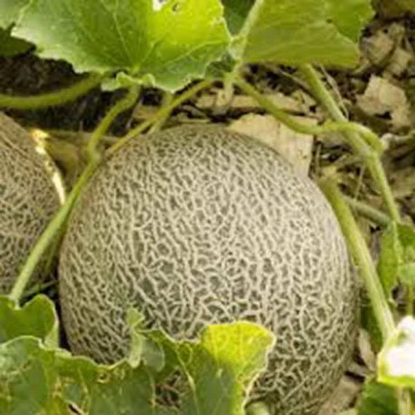 Muskmelon Seeds 500 Count Edisto 47 Sweet Heirloom Non-GMO Cantaloupe Cucumis melo for Home Gardening