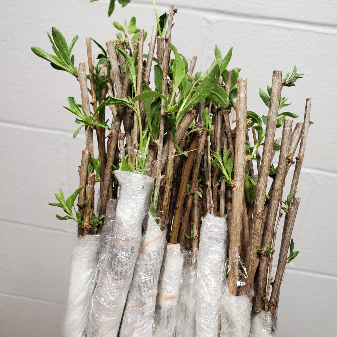 Goji Berry Cuttings - 7 Unrooted Cuttings - Easy to Grow - Lycium barbarum - Ideal for Home Garden or Container Planting