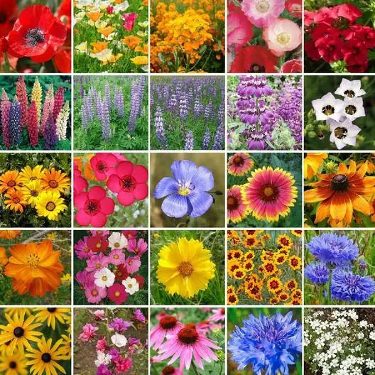 Wildflower Mix Seeds 1000 Count Southwest 25 Species Non-GMO Perennials Various