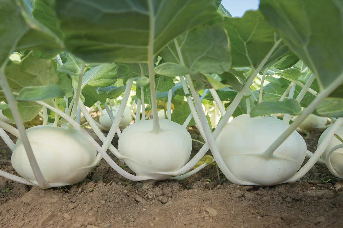Kohlrabi Seeds 50+ Pure White Brassica oleracea var. gongylodes for Planting, Compact Growth, Easy to Grow, High Germination Rate