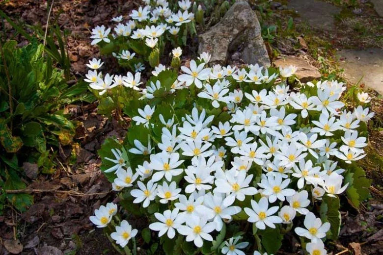 Bare Root Perennial Bloodroot Plant - White Flower - Sanguinaria canadensis - Native Eastern Wildflower for Woodland Gardens