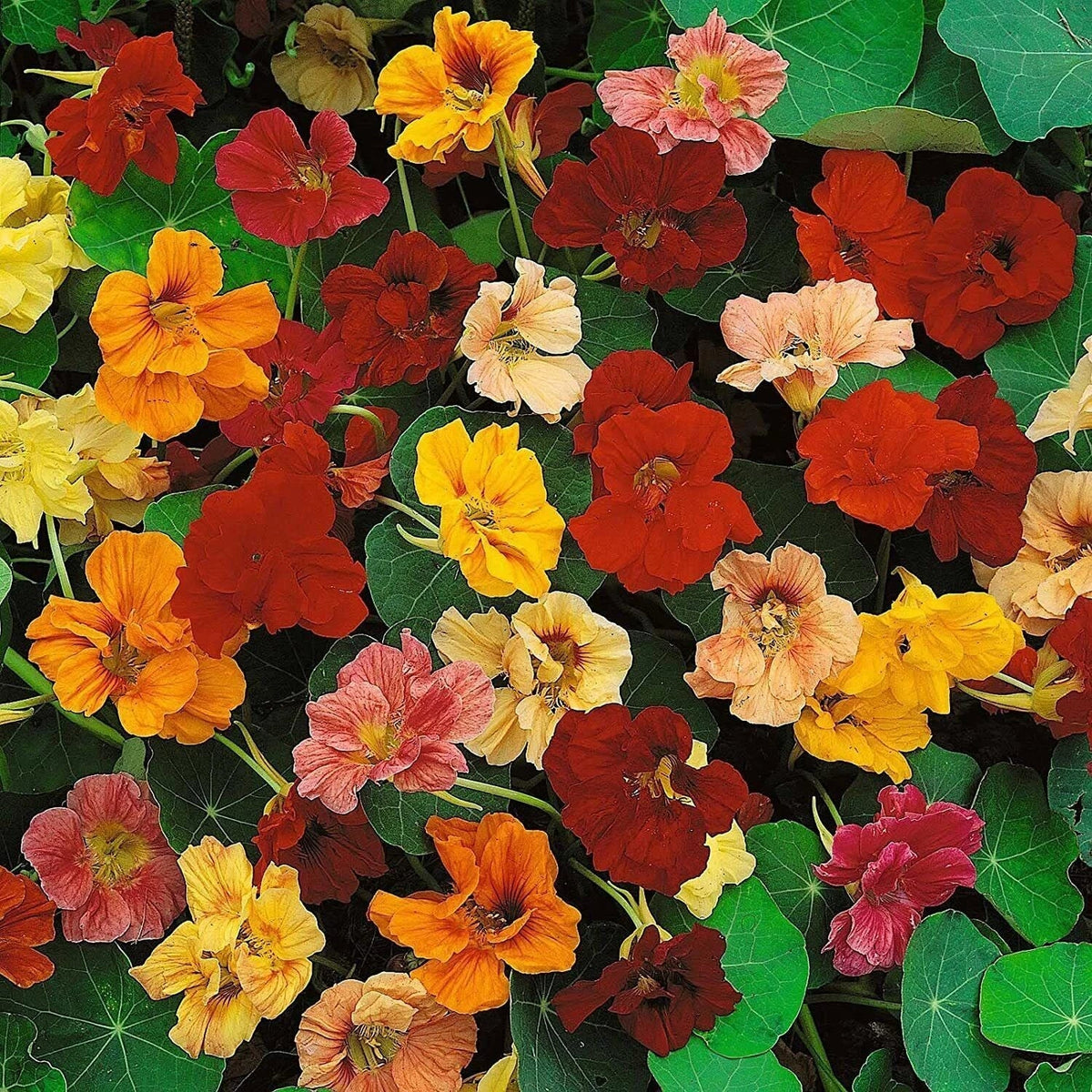 Dwarf Jewel Mix Nasturtium Seeds - Colorful Blooming Vine - Tropaeolum majus - Edible Flowers for Garden and Containers