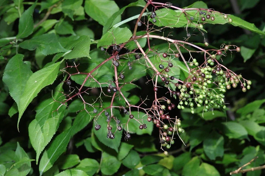 Elderberry Seeds - Black Elderberry - Sambucus Nigra - Non-GMO Heirloom - Organic, High Germination, Free Shipping